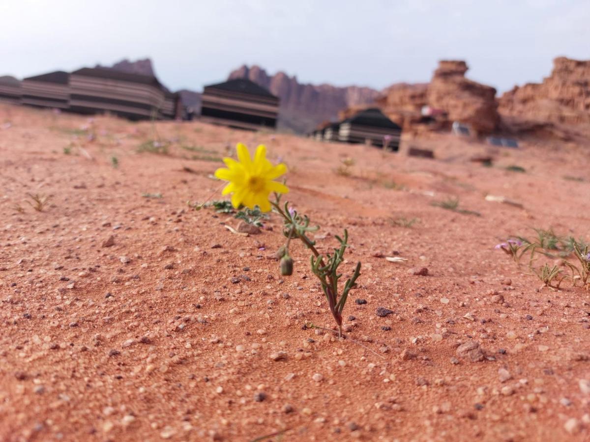 Hotel Bedouin Future Camp Wadi Rum Exterior foto